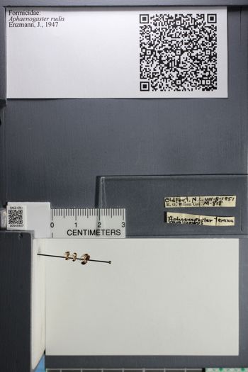 Media type: image;   Entomology 545937